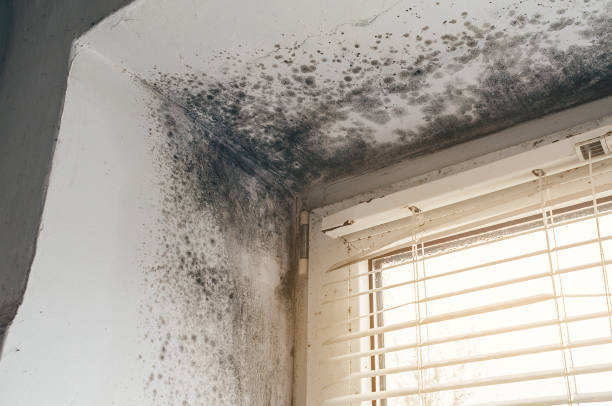 Affordable Commercial Mold Remediation solutions in Knoxville, MD